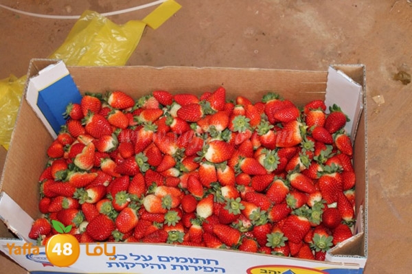 re7la tolkarem (81).JPG